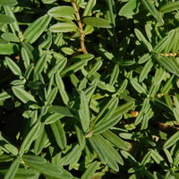 Helianthemum  'Wisley Primrose'